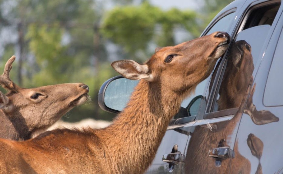 African Safari Wildlife Park, Ohio, USA